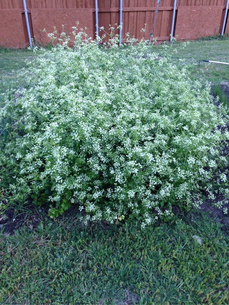 漂亮的芹菜花