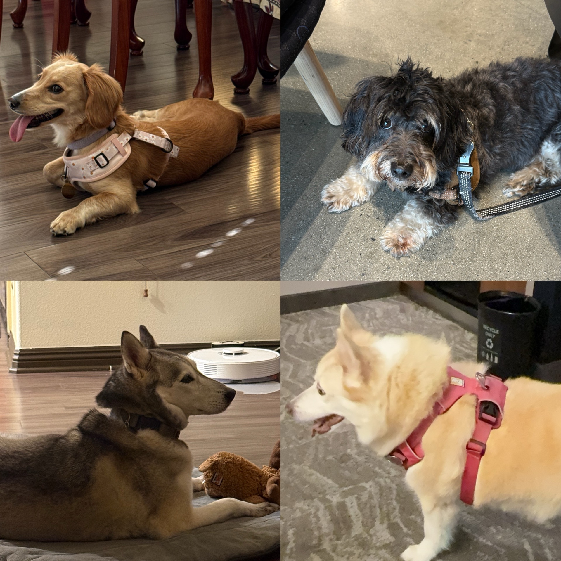 🐶美国副业分享｜Rover做了5个月赚了$1391，真的赚钱吗？