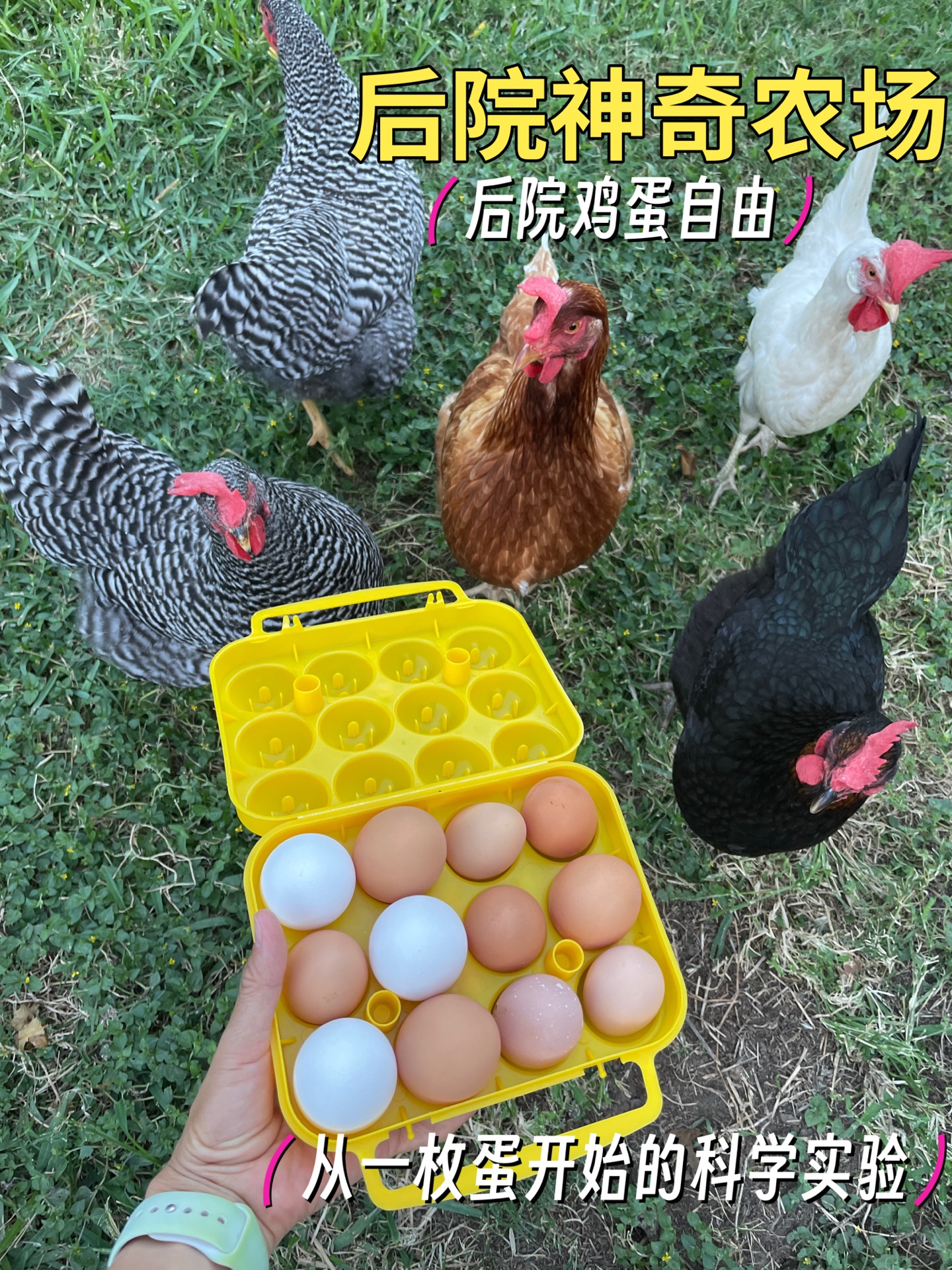 🐣后院养鸡遛娃｜从神奇孵化到每日鸡蛋自由！太治愈了